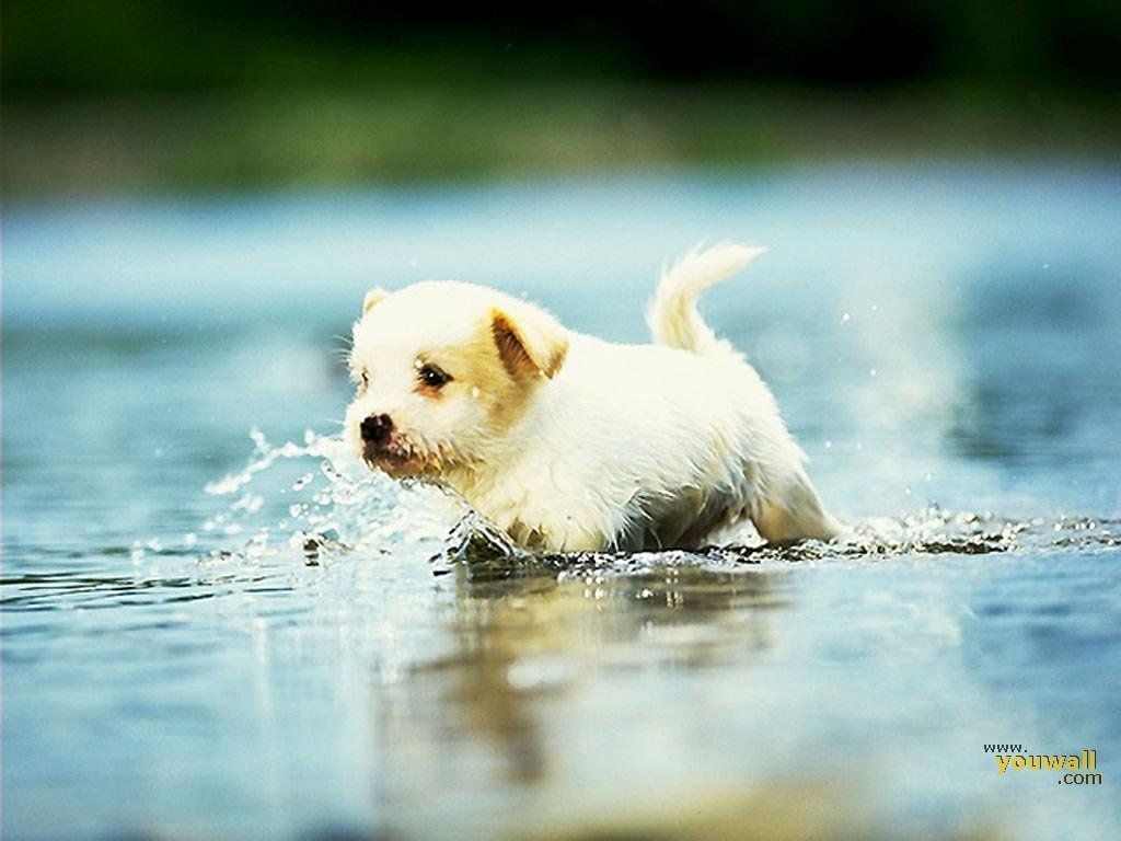 Cute Lovely Dog Wallpaper HD Pictures Of