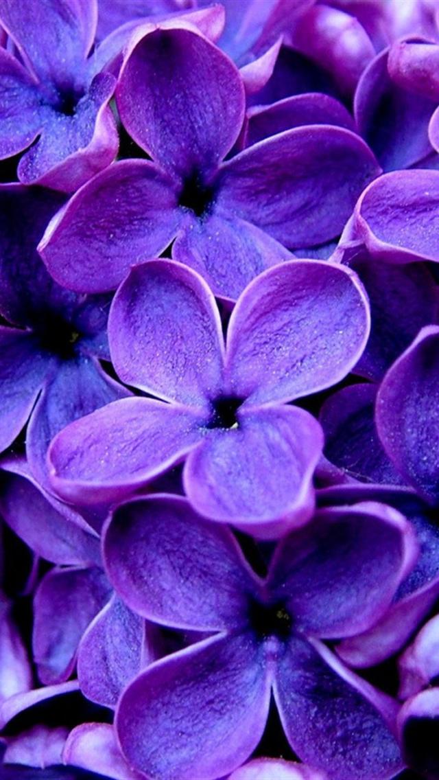 Purple Flowers iPhone Wallpaper HD
