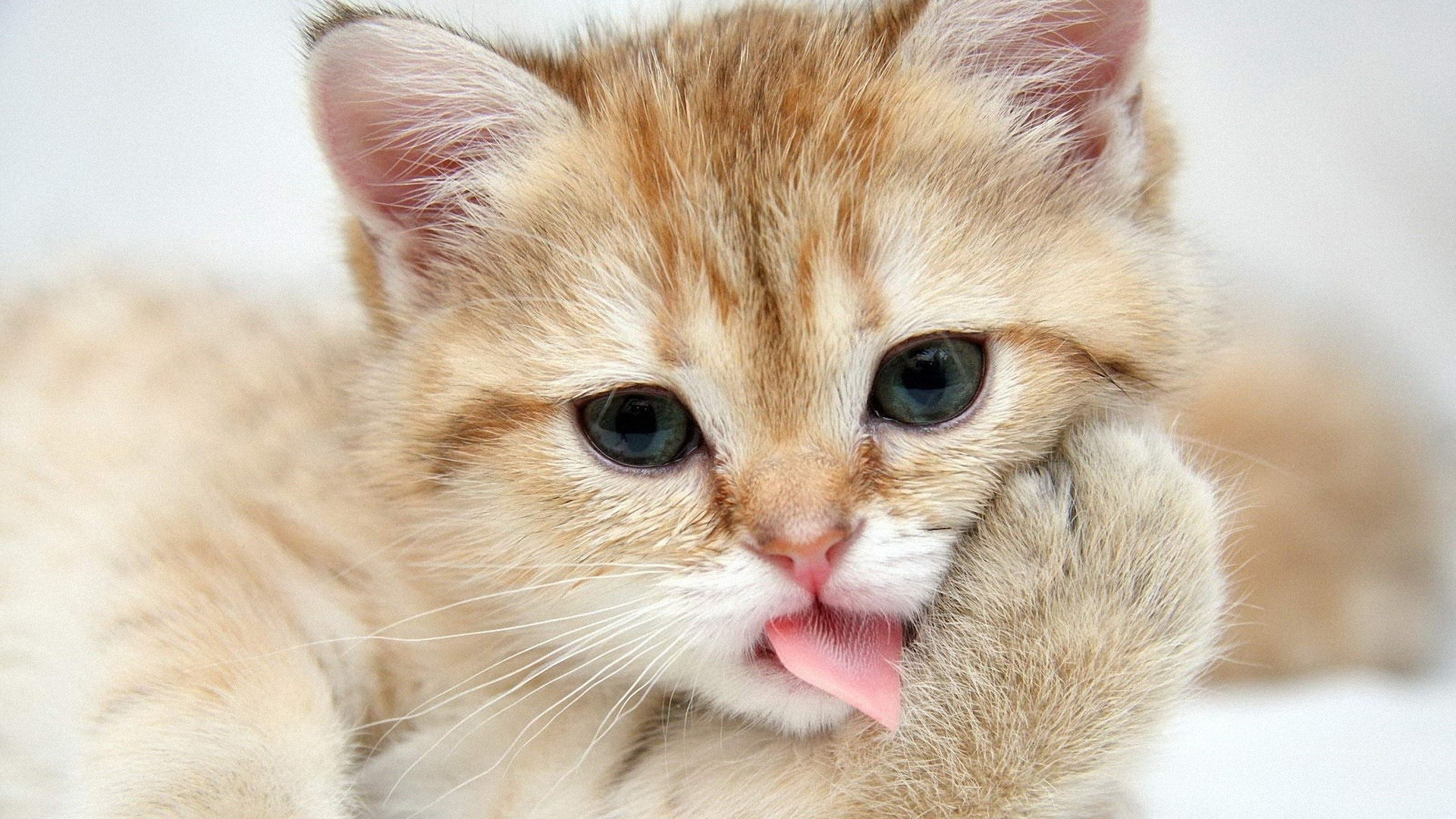 Cute Cat Photo HD Wallpaper 1920x1080