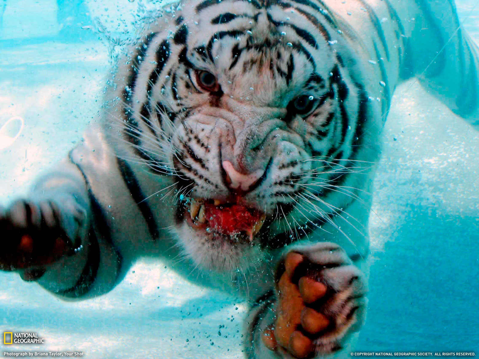 Diving Tiger Photo Animal Wallpaper   National Geographic Photo of