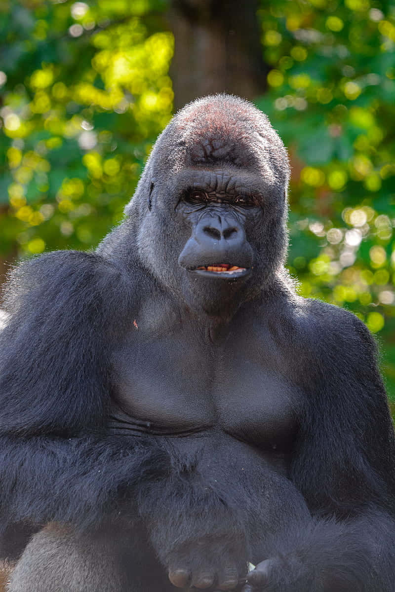 iPhone Xs Gorilla Background Shocked Look Wallpaper