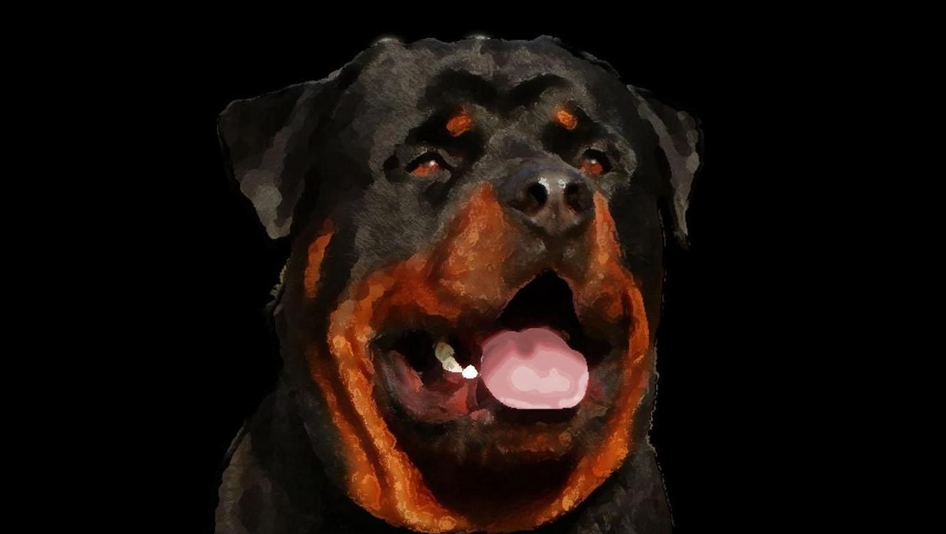 Rottweiler Wallpaper Top Background