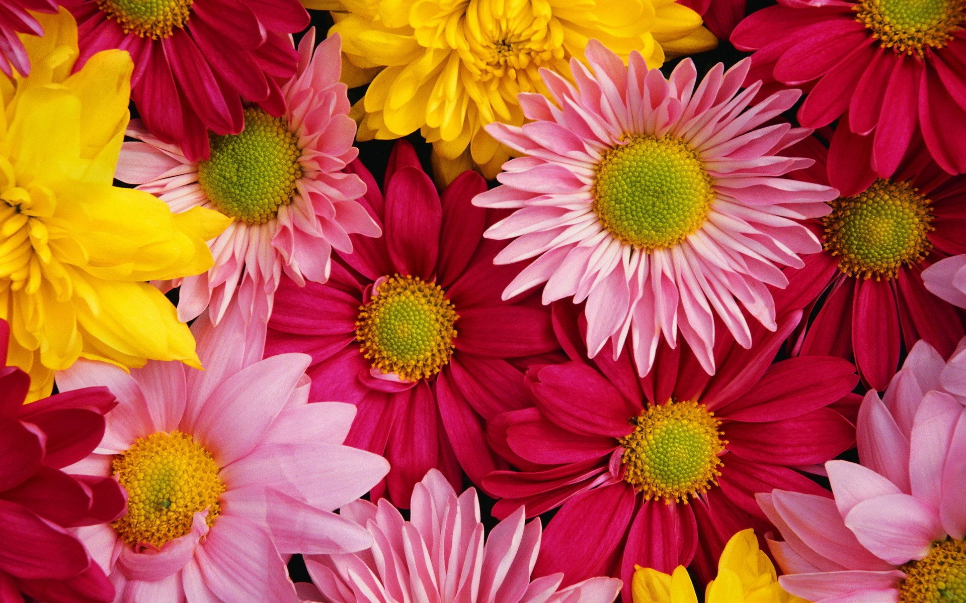 wallpaper chrysanthemums bright colorful HD Desktop Wallpapers