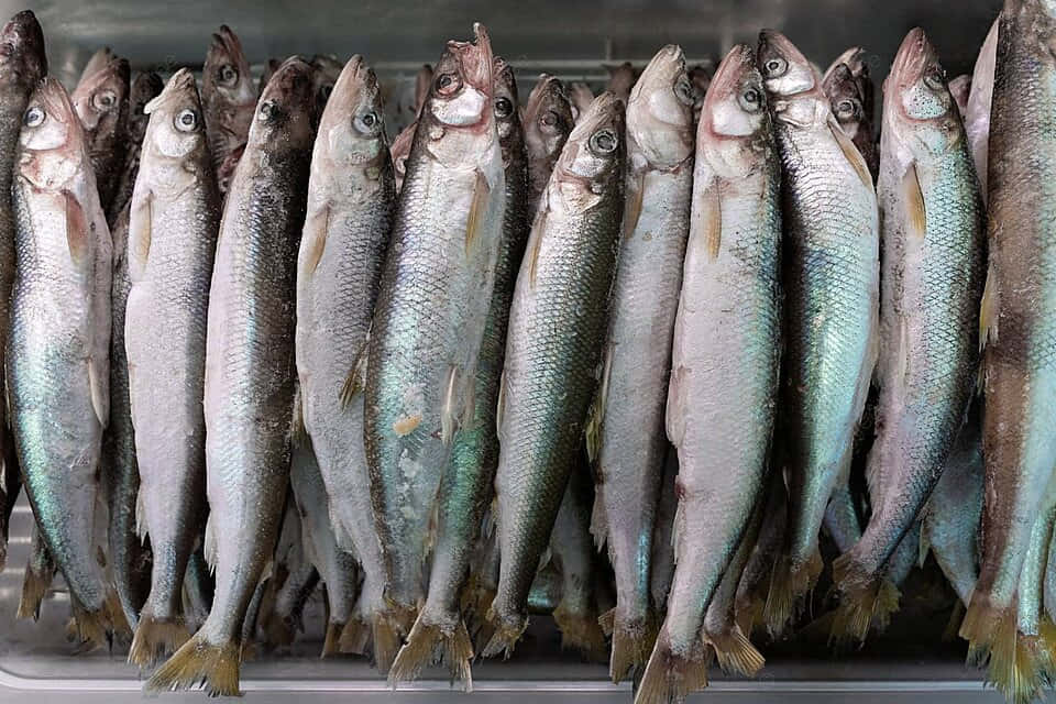 Fresh Smelt Fishon Display Vddvsalqluff3wtq Wallpaper
