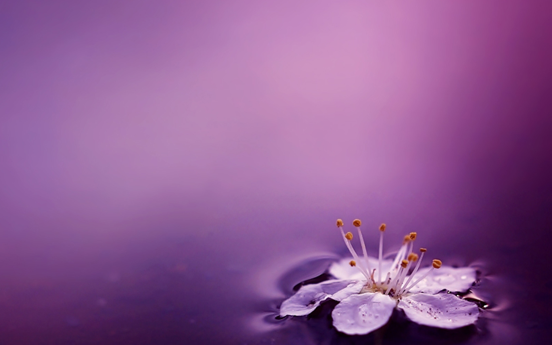 Purple Water Flower Wallpaper