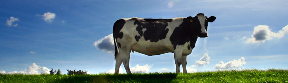 [46+] Dairy Cow Wallpaper on WallpaperSafari