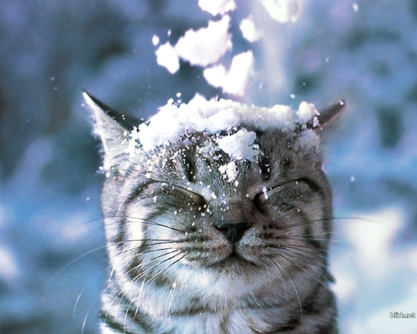 Winter Snow Cats Animals Closed Eyes Wallpaper