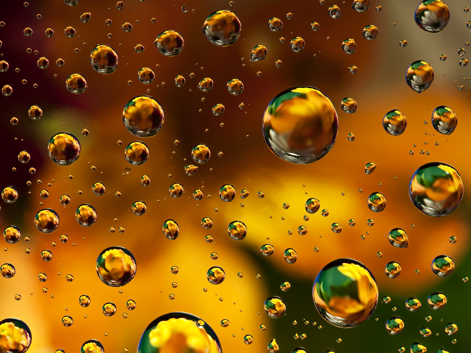 Water Drops On Gold And Green Wallpaper Like All Propagandists