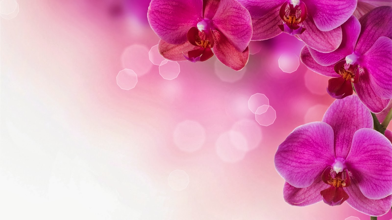 Wallpaper Pc Bunga Gambar iPhone