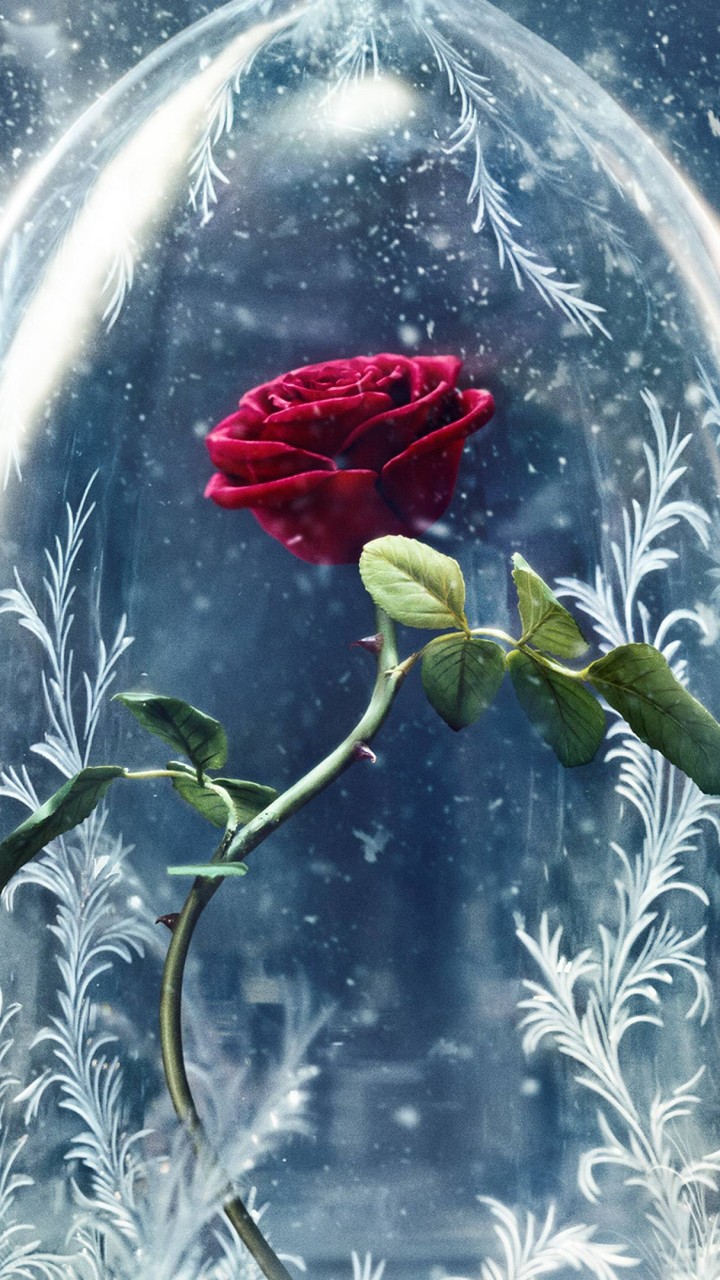 Wallpaper Beauty And The Beast Rose Red Best Movies