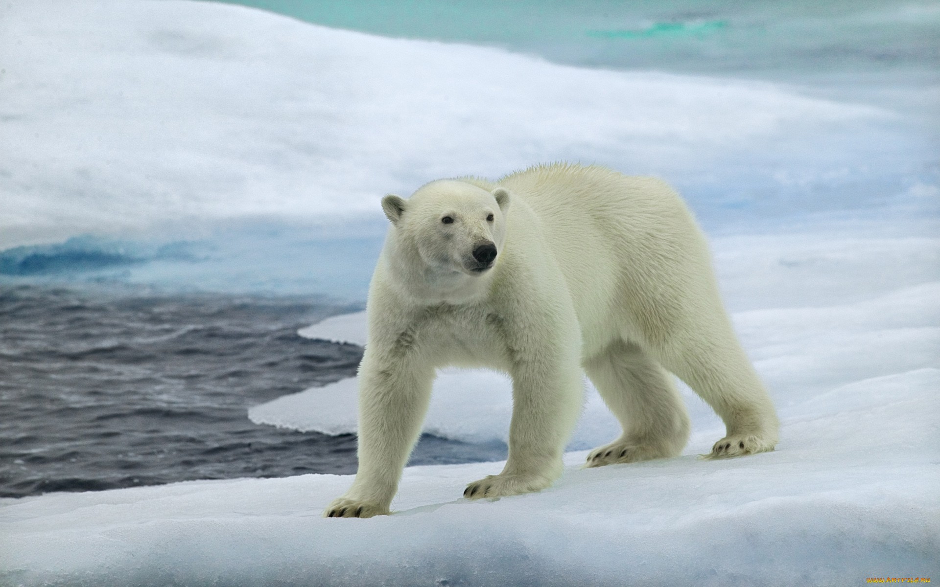 Animal Polar Bear Wallpaper
