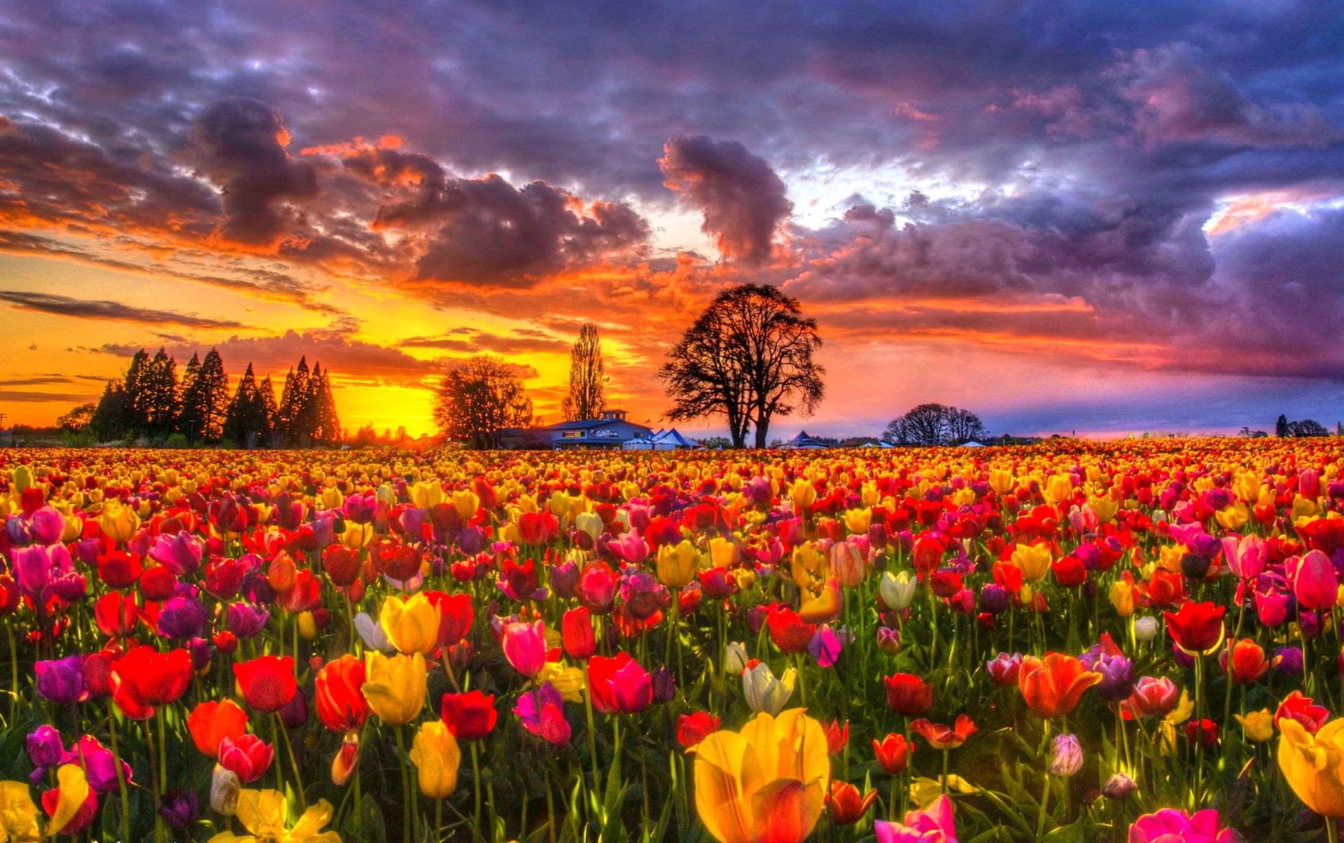 Colorful Colors Tree Sunset Field Flower Nature Tulip HD Wallpaper