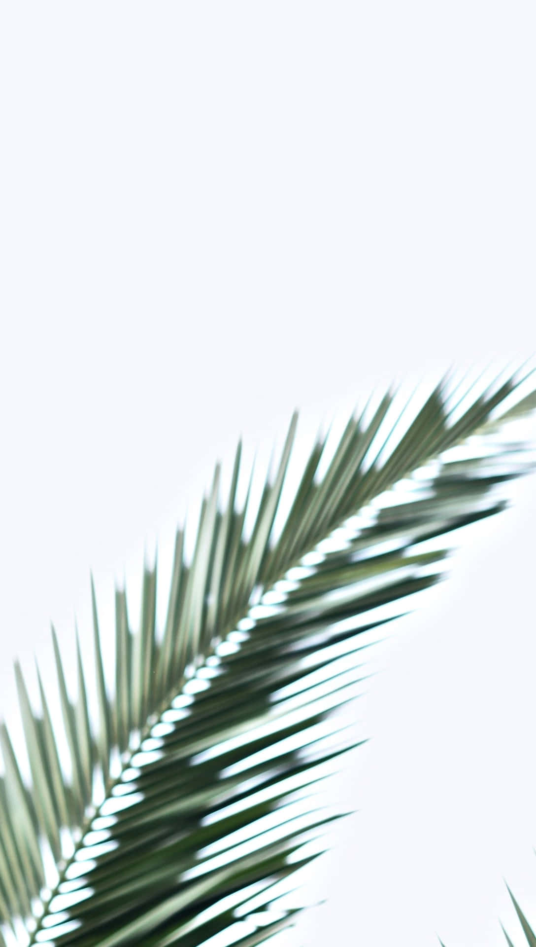 Tropical Leaves Desktop Wallpaper