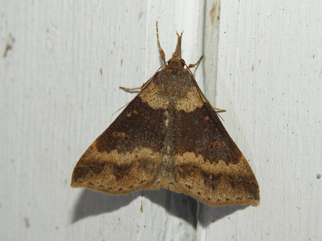Maryland Biodiversity Project Discolored Renia Moth