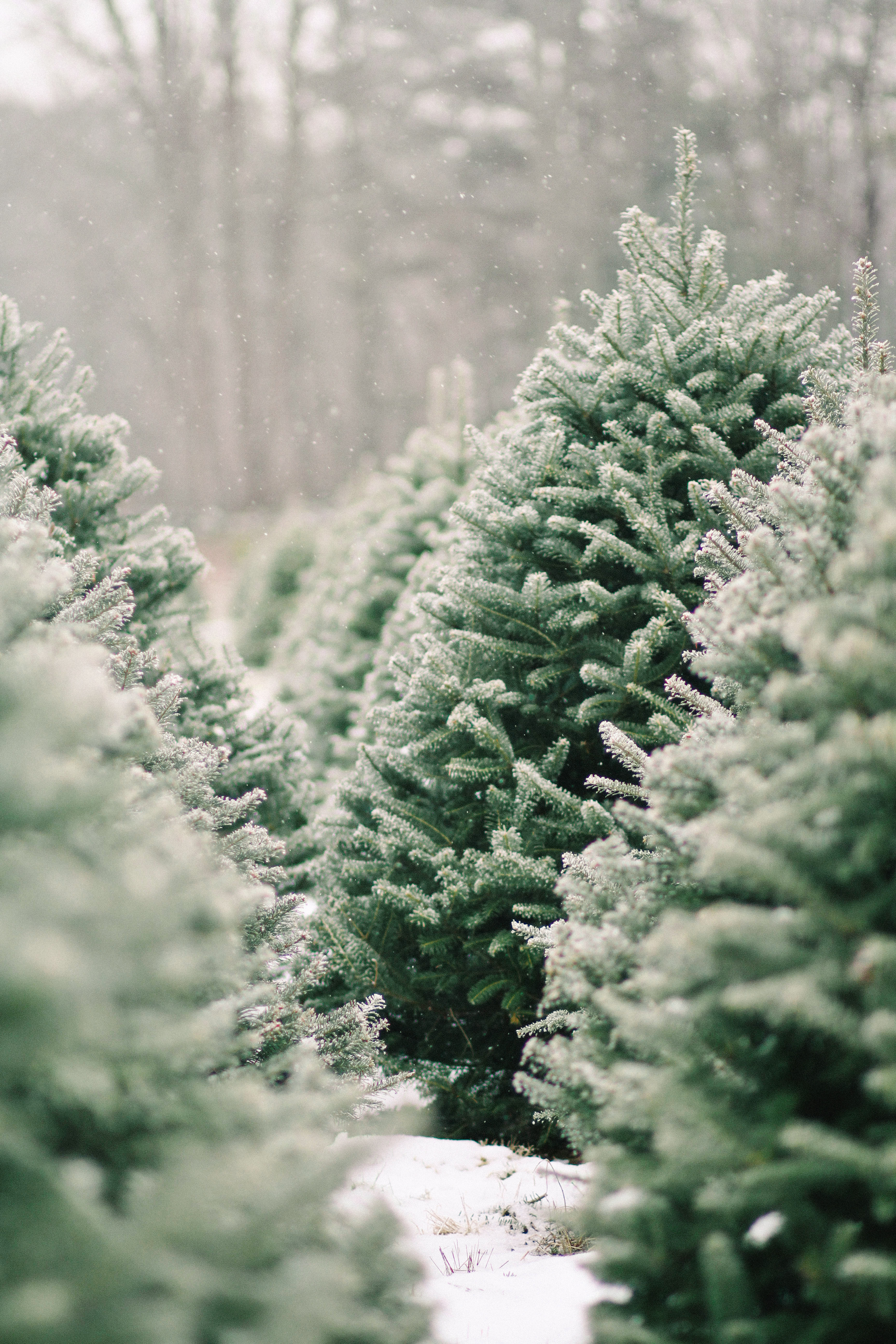 Shopper S Diary A Christmas Tree Farm In Maine Gardenista