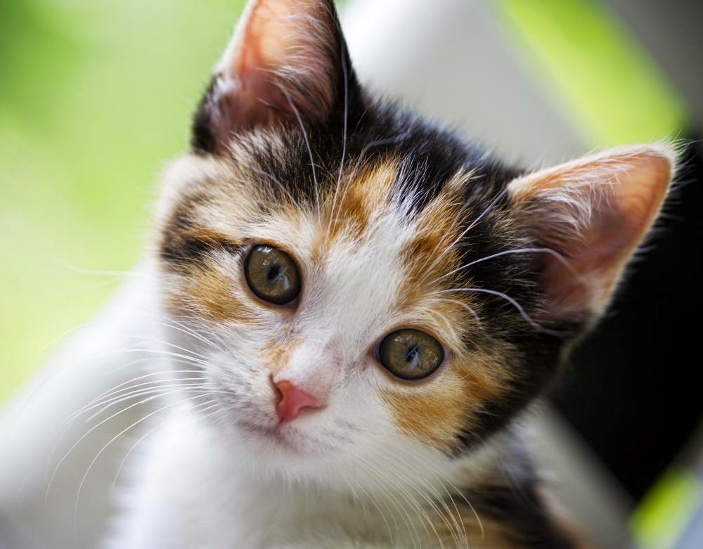 Cute Cat WallPapers Free Download Beautiful Cats Desktop HD