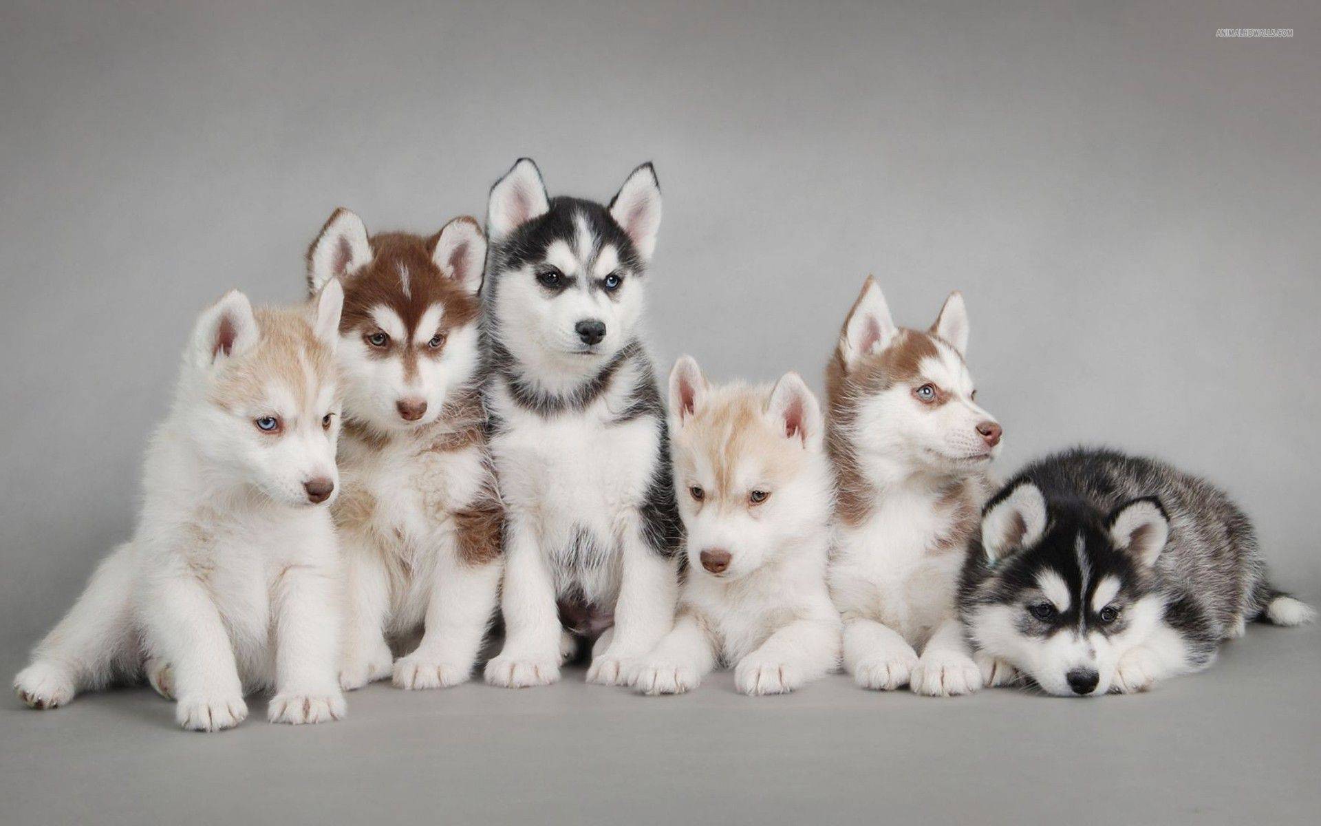 Cute Husky Puppies Dogs Wallpaper