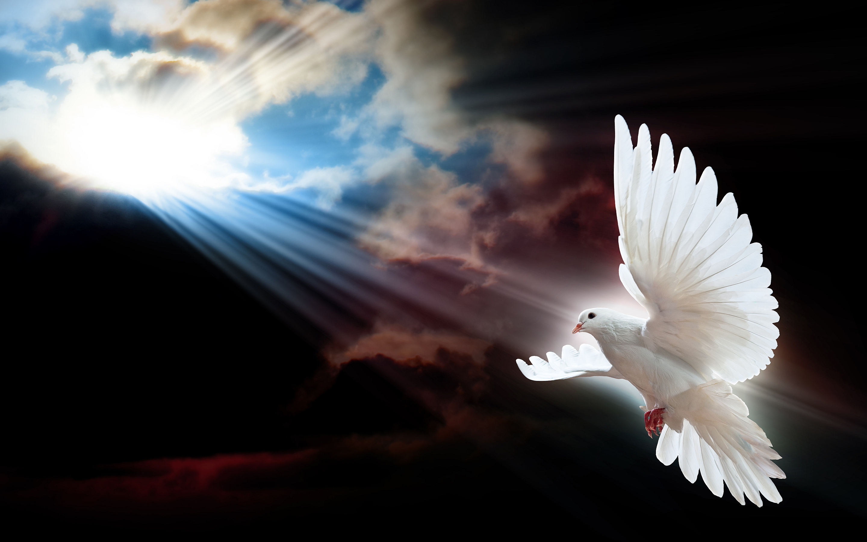 Doves Image Dove HD Wallpaper And Background Photos