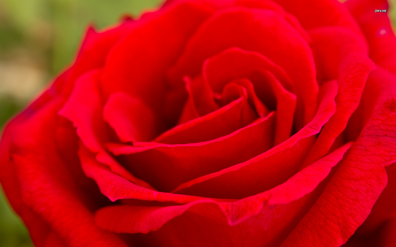 Red Rose Wallpaper Flower