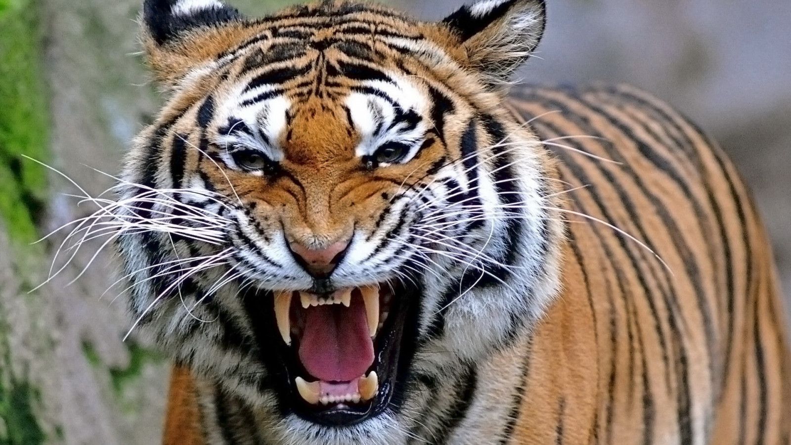 Top Tiger Desktop Wallpaper Alomolo