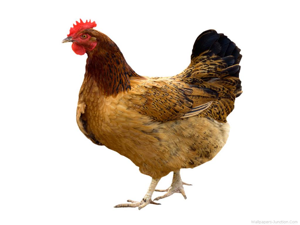 Hen Monly Refers To A Female Animal Chicken Other Poultry Game