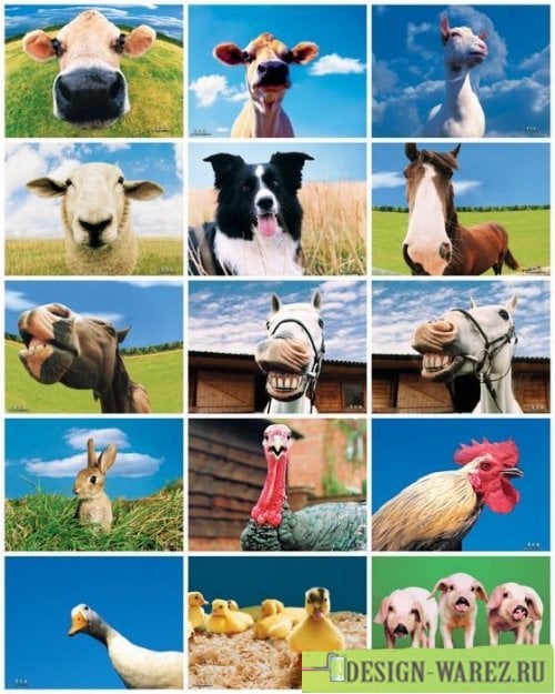 funny farm animals wallpapers   Quotekocom