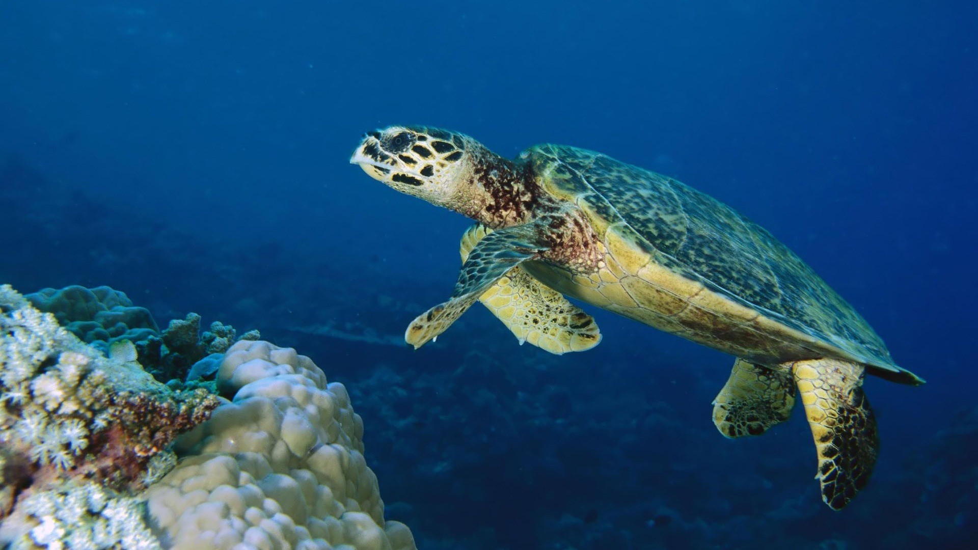 Turtle In The Blue Sea HD Wallpaper