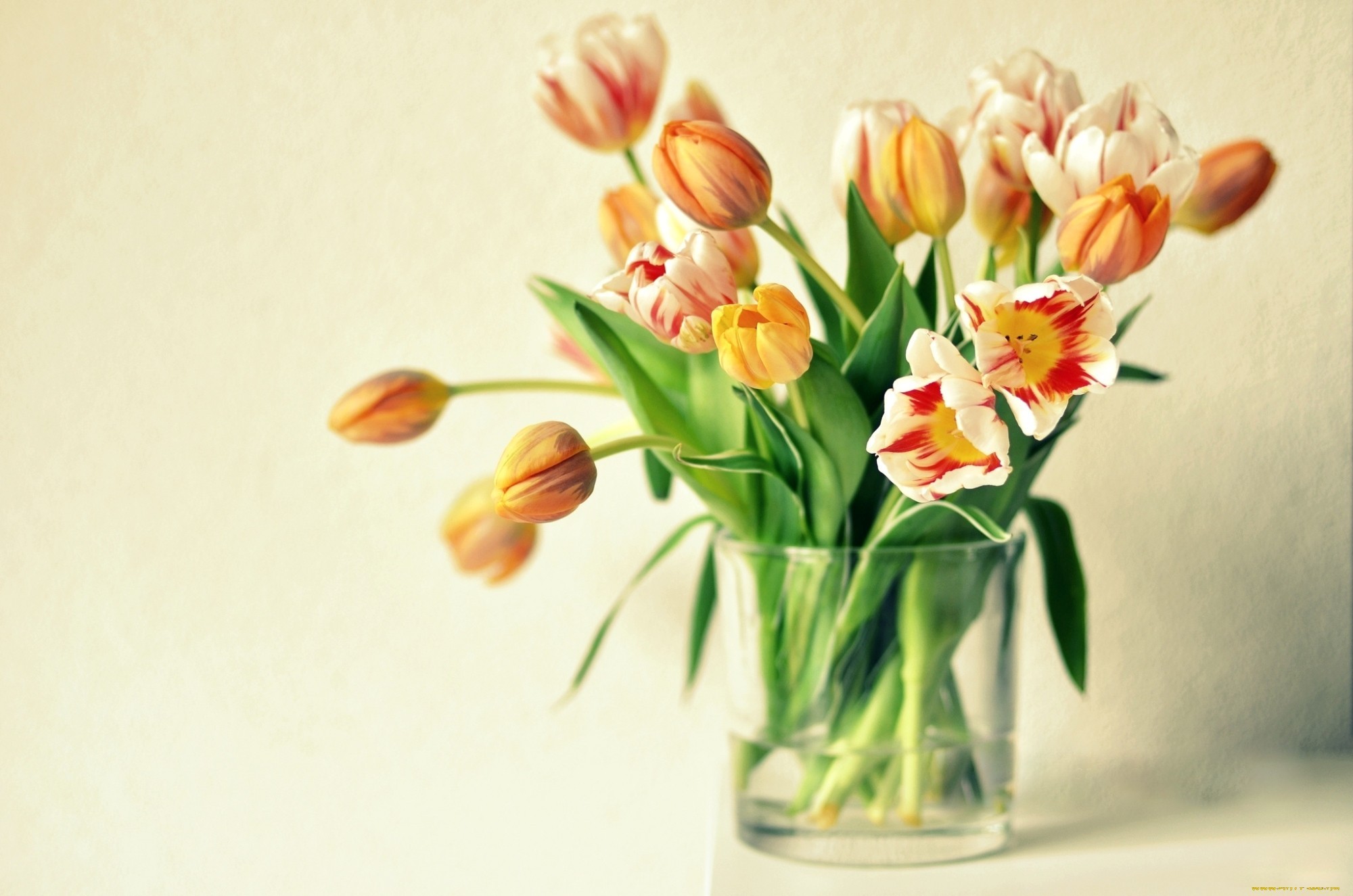 Tulips Vase Wallpaper HD Desktop Imagebank Biz