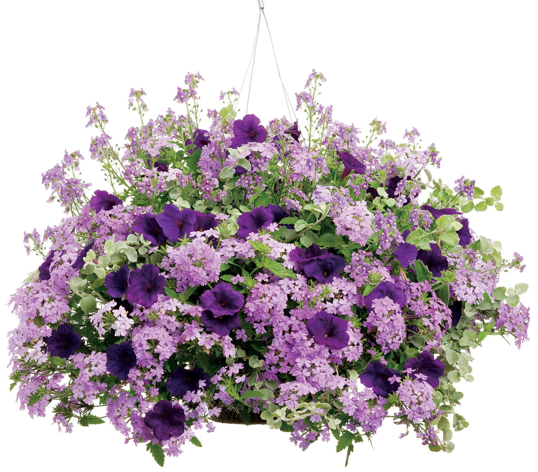 Delicious Enjoy A Piece Of Gourmet Purple Licorice Wallpaper