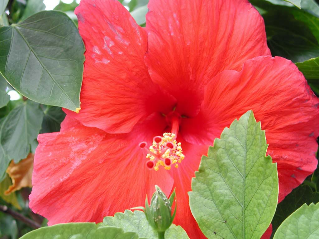 Hibiscus Flower Wallpaper And Background X Deskpicture
