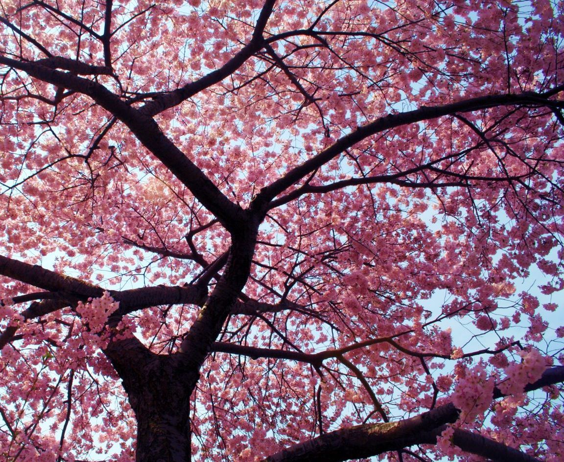 Beautiful Cherry Blossom Tree Flower Wallpaper Gallery