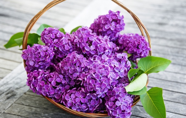 Wallpaper Lilac Flowers Purple Spring Basket