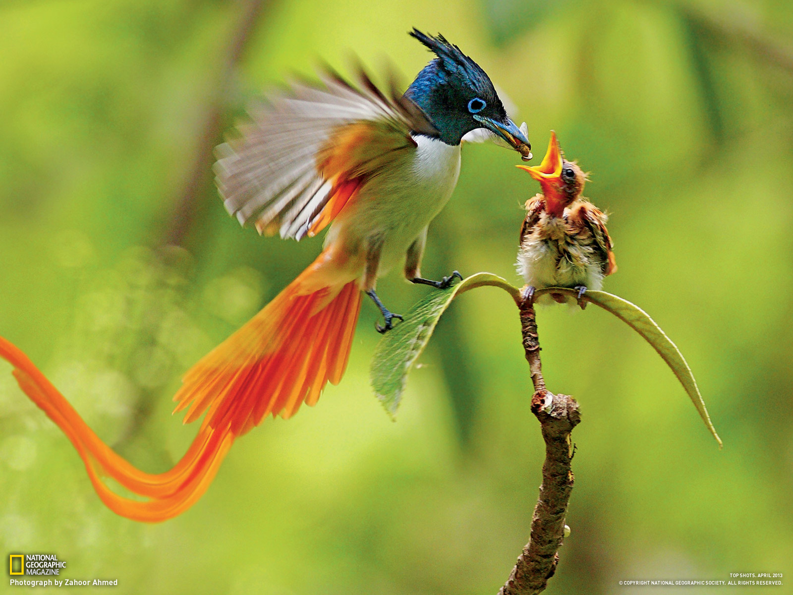 Charming Birds Of Paradise Pictures