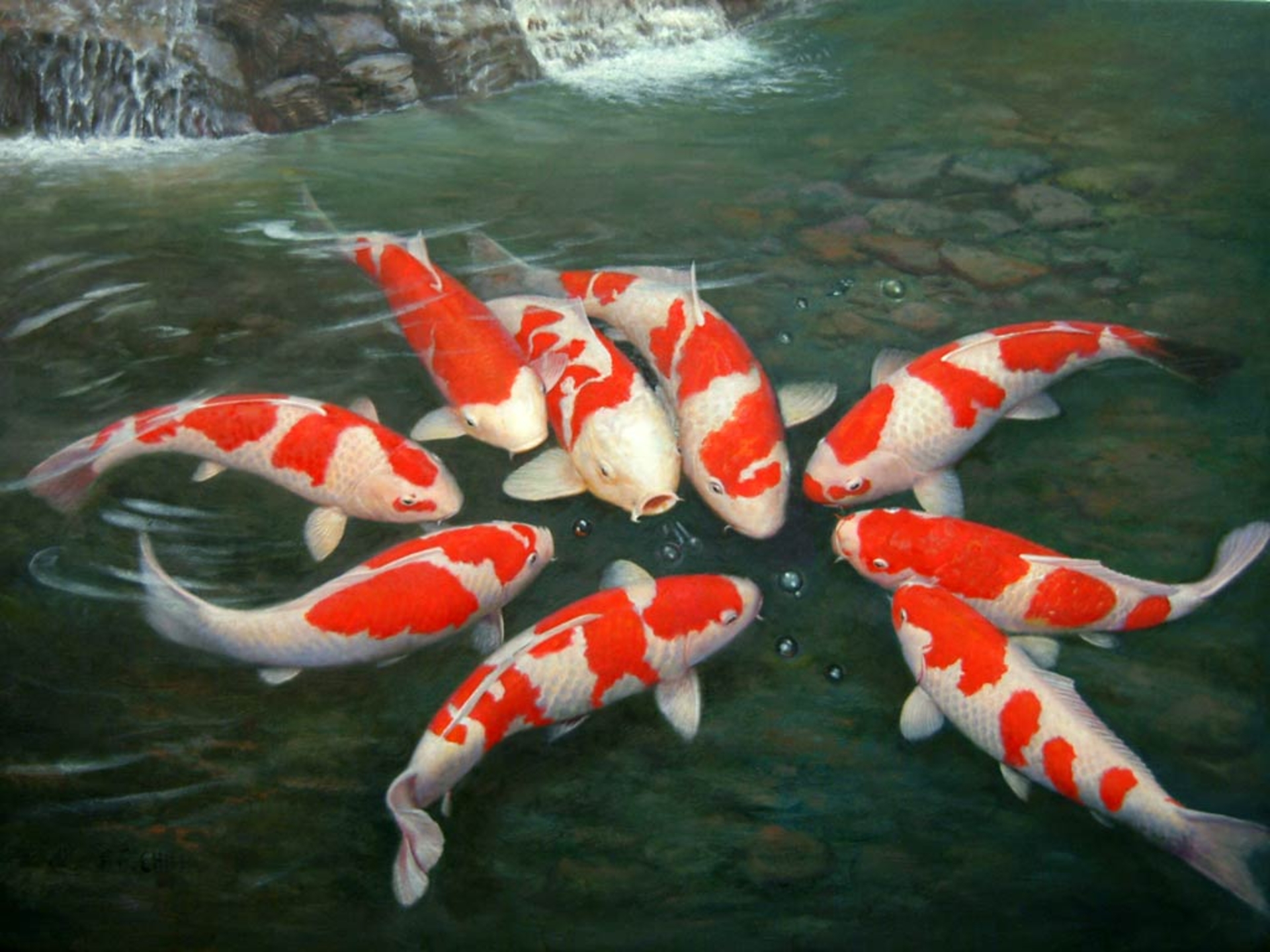 The Gallery For Gt Koi Pond Wallpaper