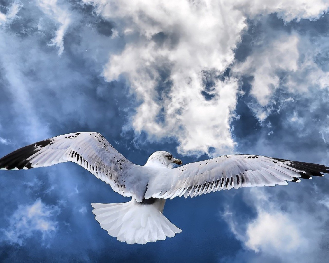 Albatross HD Wallpaper Background Image
