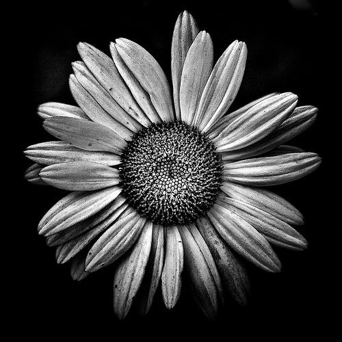 Black And White Daisy Pictures Photos and Images for