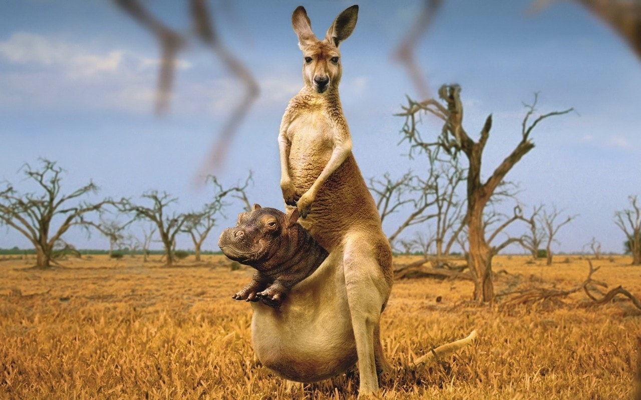 Kangaroo HD Desktop Wallpaper 7wallpaper