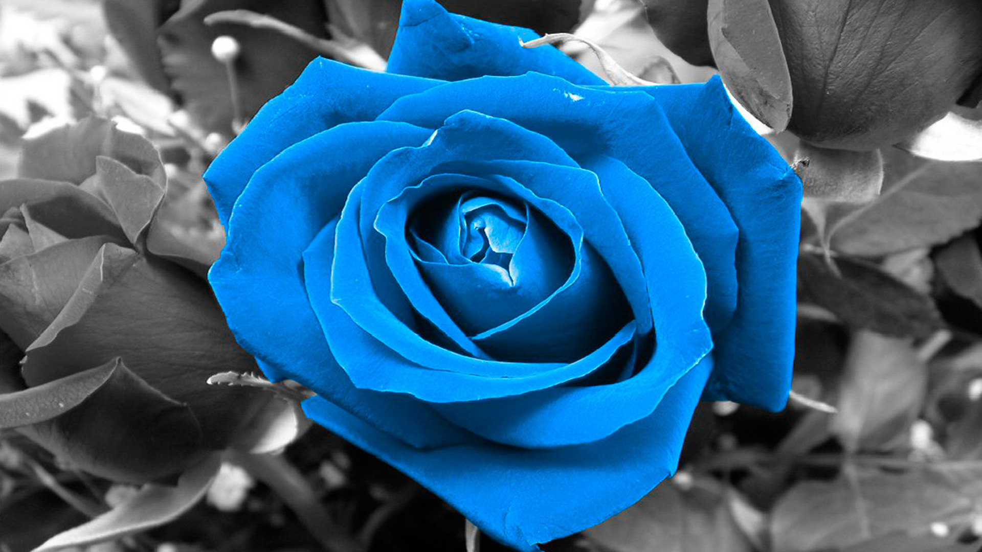 Blue Rose On Black And White Background Wallpaper Image
