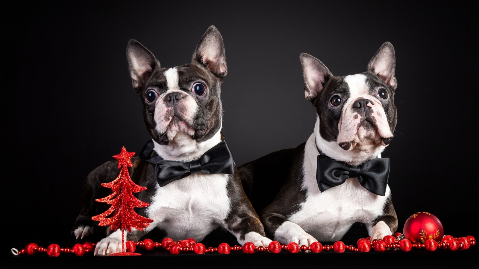 French Bulldogs Dogs Wallpaper
