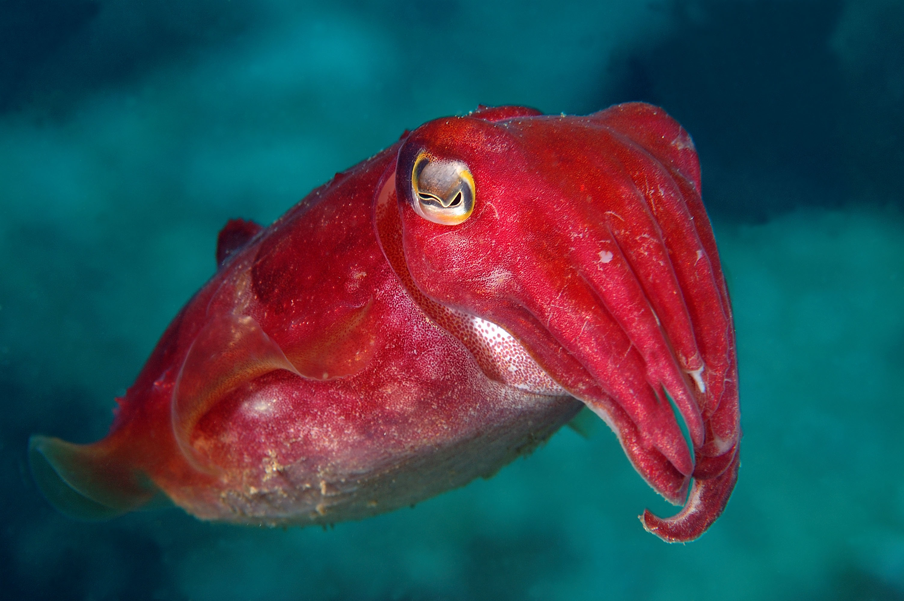 Cuttlefish Image Thecelebritypix