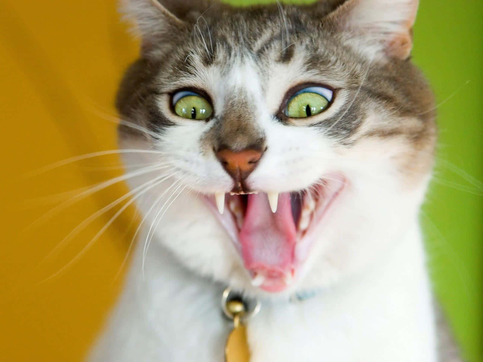 Cat Meme Picture Wallpaper