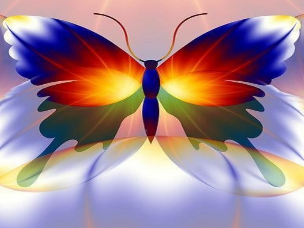 Amazing Colorful Butterfly Wallpaper Full HD