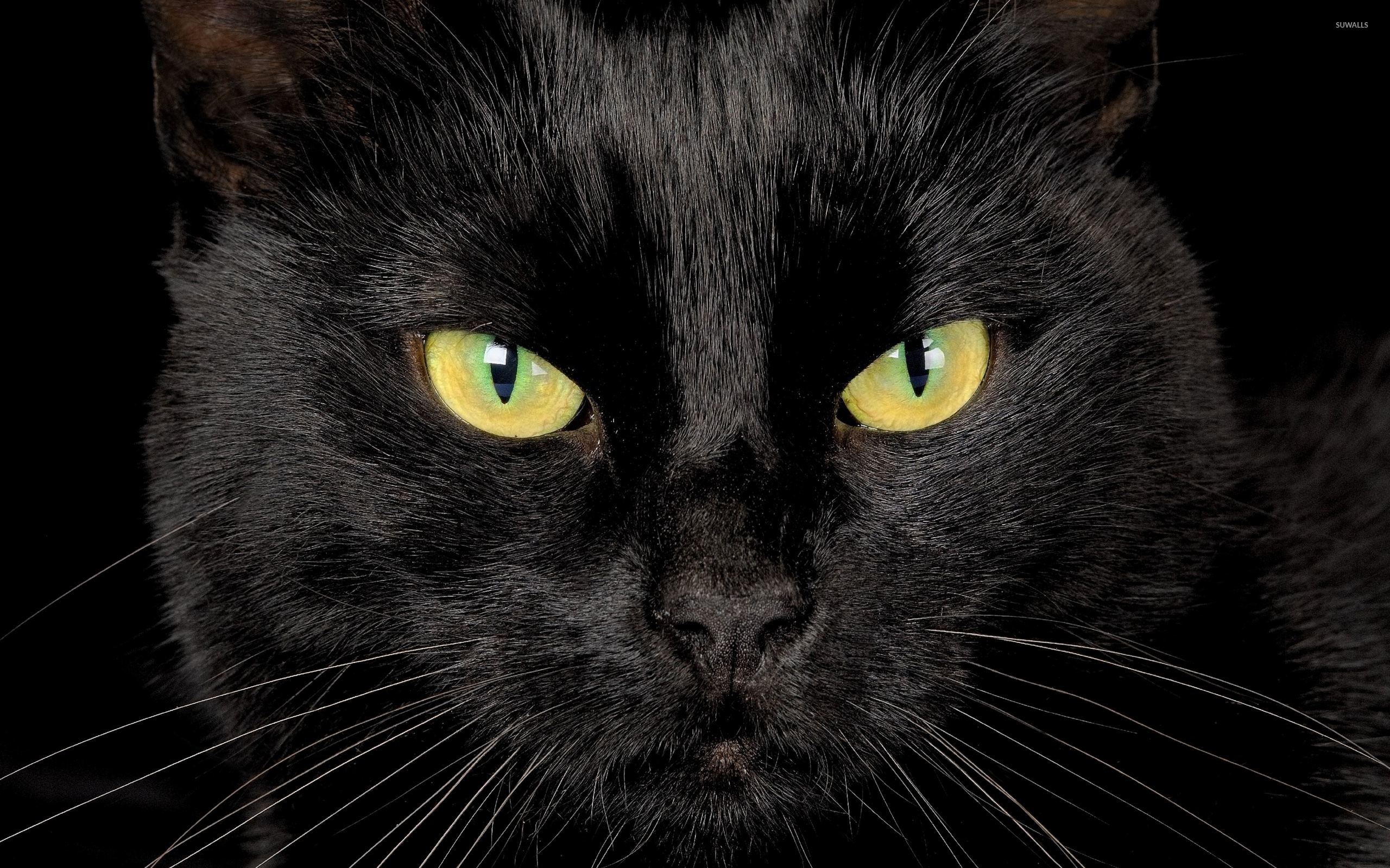 Black Cat With Yellow Eyes Wallpaper Animal