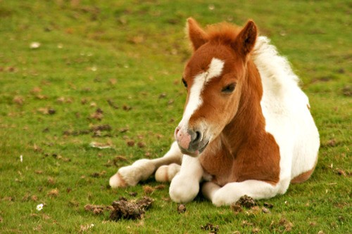 Cute Horses Wallpaper Horse
