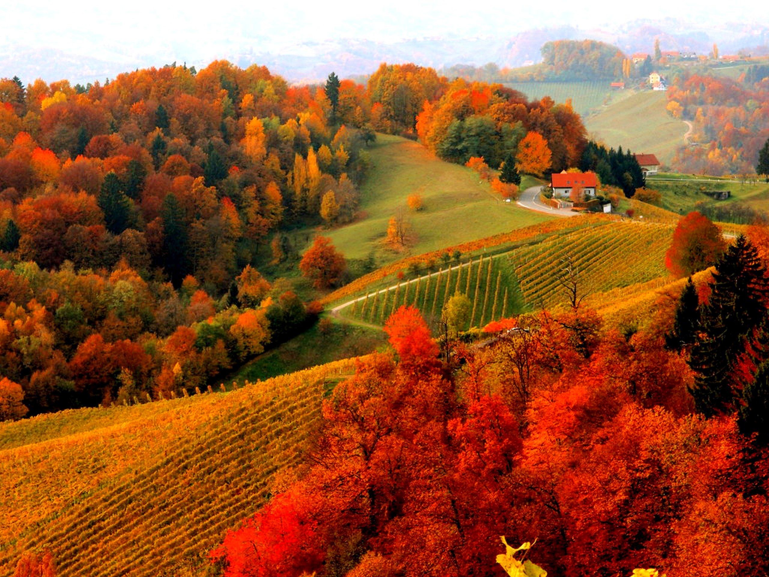 Rolling hills blanketed in vibrant autumn foliage, featuring vineyards and a cozy house nestled amongst the fall colors