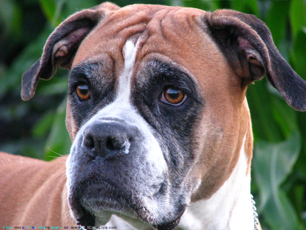 Free Download The Free Boxer Dog Desktop Wallpaper Pictures Online For