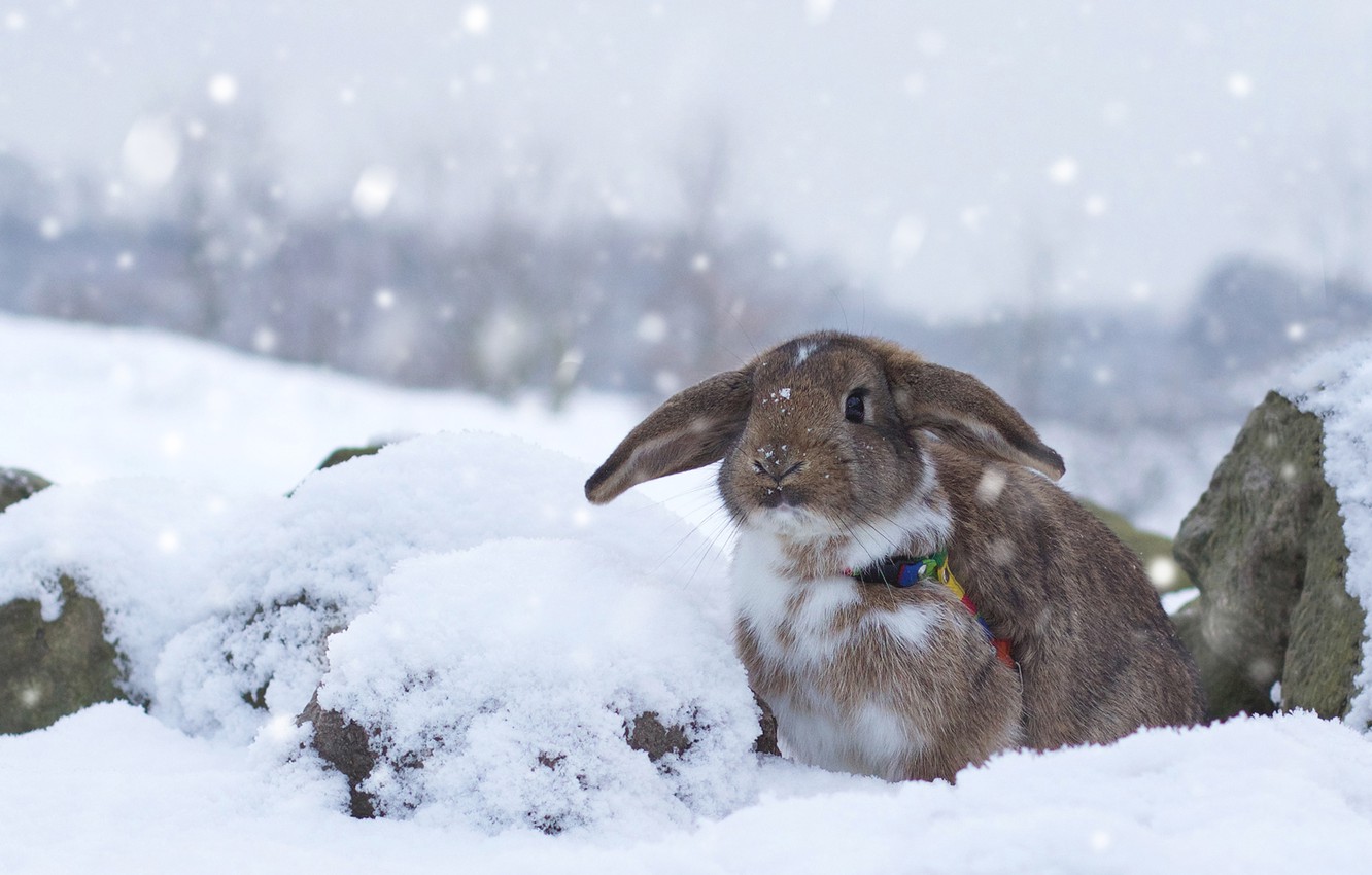 Wallpaper winter snow rabbit images for desktop section