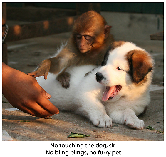 Pet The Dog For Further Negotiations Of Interests Ask Monkey
