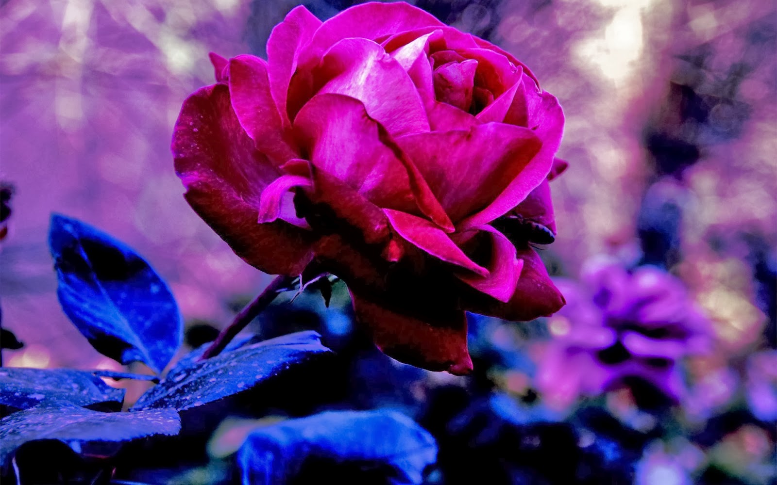 Purple Rose Wallpaper Desktop Flower Picture Jpg