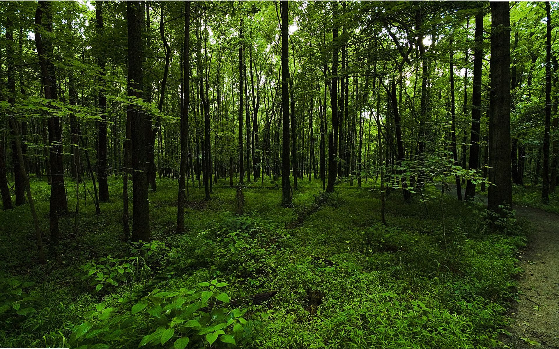Green Forest Wallpaper